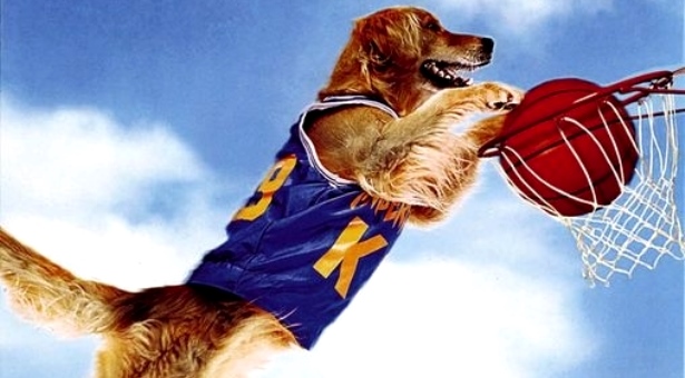 Um cão que adora jogar basquete!