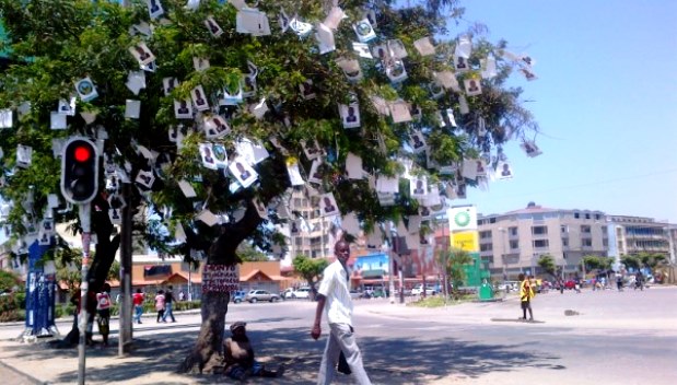 Árvore da (na) Beira / Moçambique - Por José Peixoto