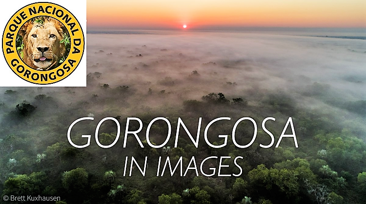 “Um Ano de Gorongosa”- Filme